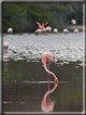 foto Flora e la fauna della Isole Galapagos